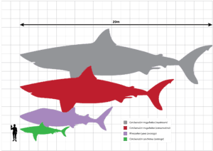 Loan Shark Definition