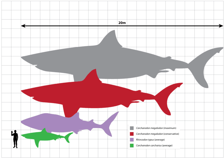 A size comparison chart illustrating the relative sizes of different shark species alongside a human for scale, including the extinct megalodon (both conservative and maximum size estimates), the great white shark, and the average size of the whale shark and the shortfin mako shark.
