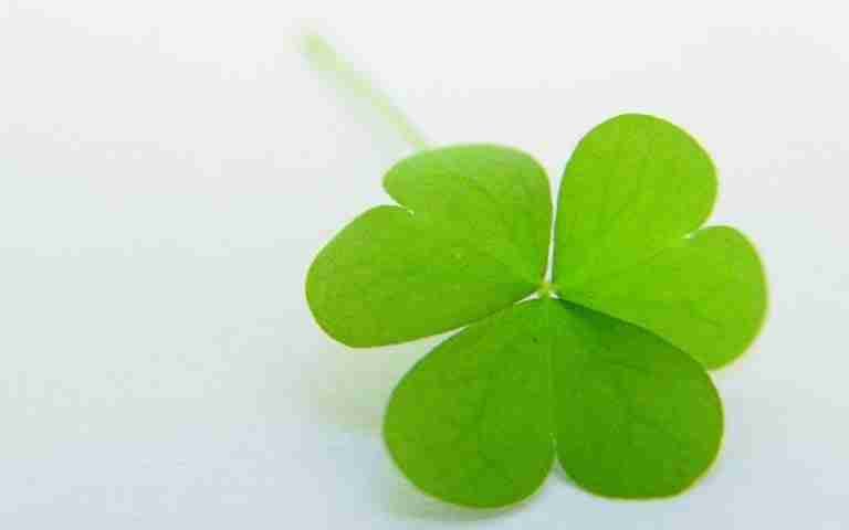 A single four-leaf clover against a white background, symbolizing luck and fortune.