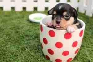 Tiny Loans For Emergencies