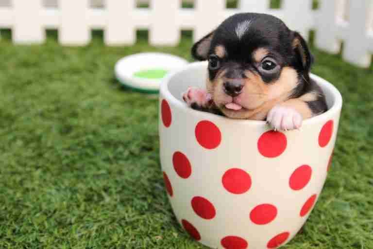 A tiny puppy with black and brown fur peeks over the edge of a white cup with red polka dots, sitting on artificial grass with a small frisbee in the background.