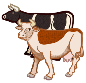 cows cartoon