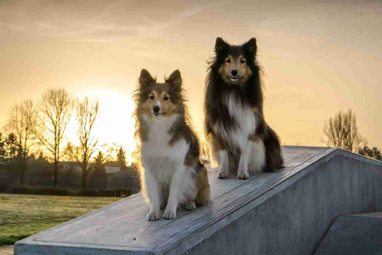 Two Shetland Sheepdogs standing on a concrete slab with a sunset in the background.
