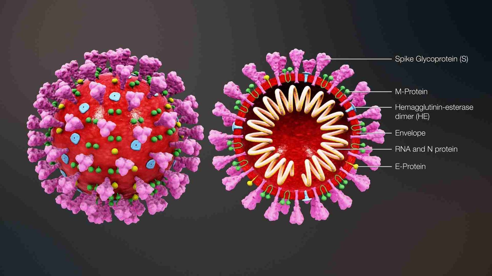 A 3D illustration of a coronavirus structure showing two representations: one entire spherical virus particle with surface proteins, and a cross-section labeling its components, including Spike Glycoprotein, M-Protein, Hemagglutinin-esterase dimer, Envelope, RNA and N protein, and E-Protein.