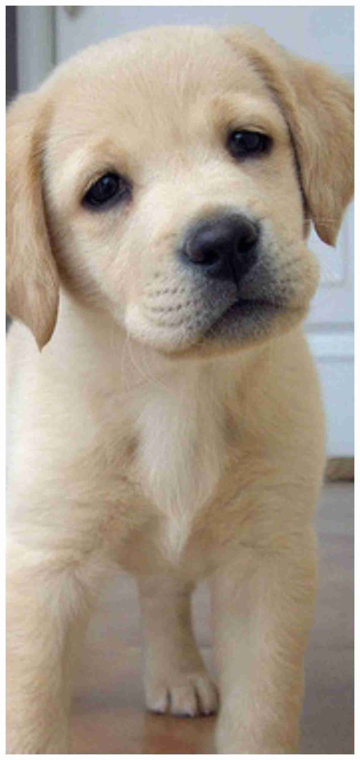 A close-up portrait of a light-furred Labrador puppy looking directly at the camera with a soft, neutral expression.