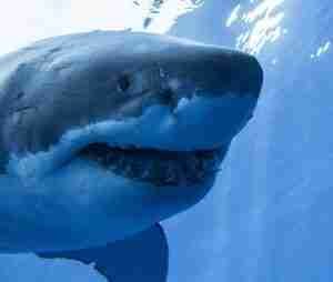 loan sharks lending money great white shark