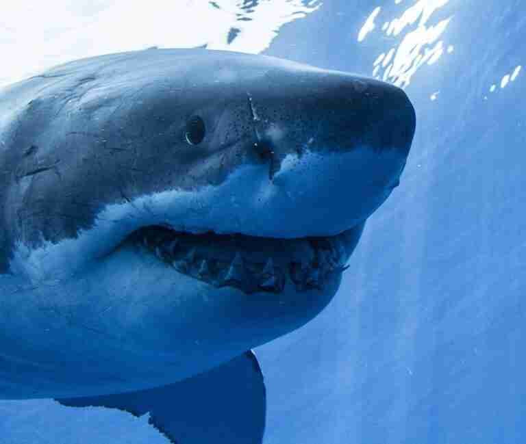Close-up image of a great white shark underwater showing its head, open mouth, and teeth.