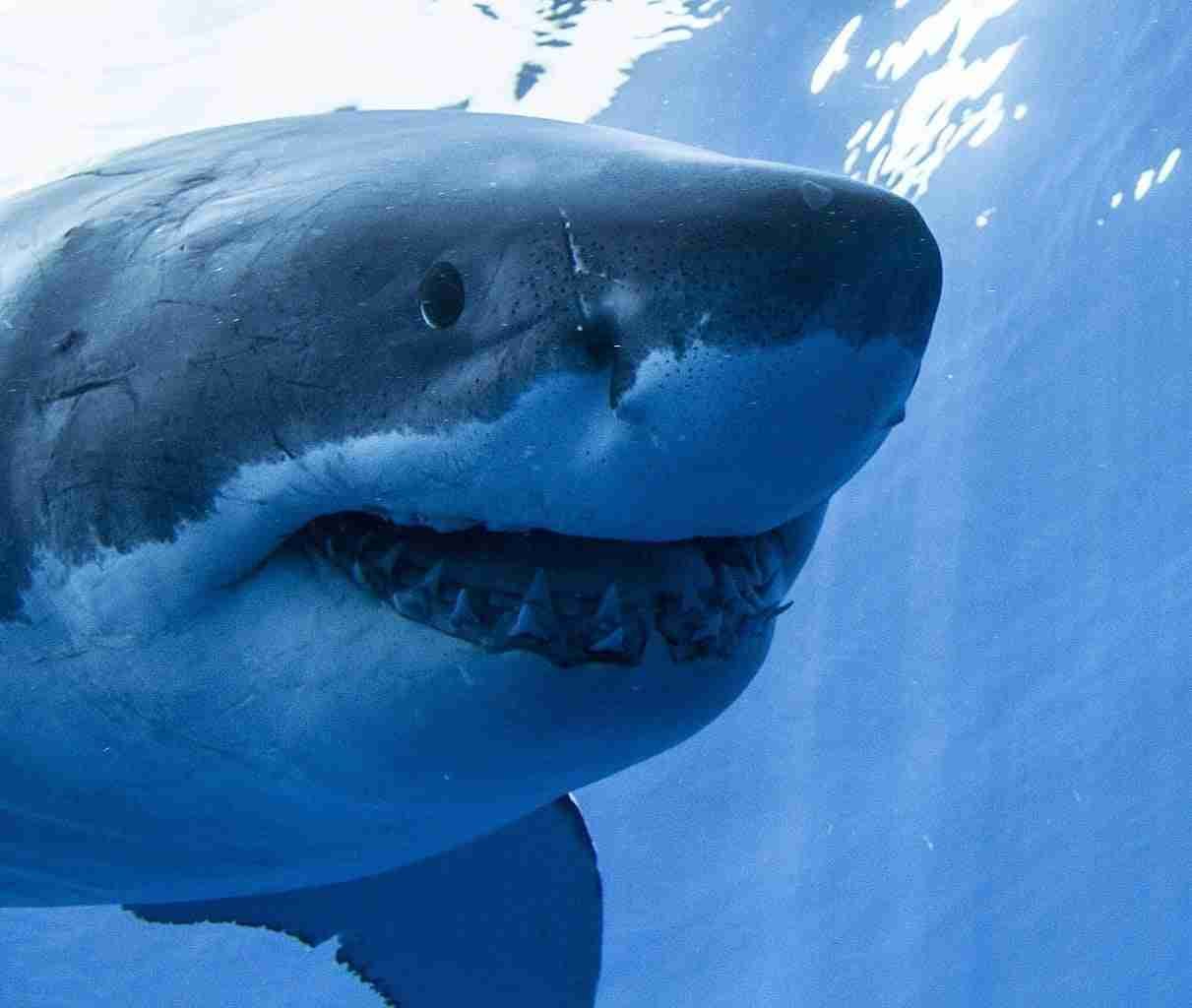 Loan Sharks Are Circling To Lend To Anyone In Need Close-up image of a great white shark underwater showing its head, open mouth, and teeth. loan sharks