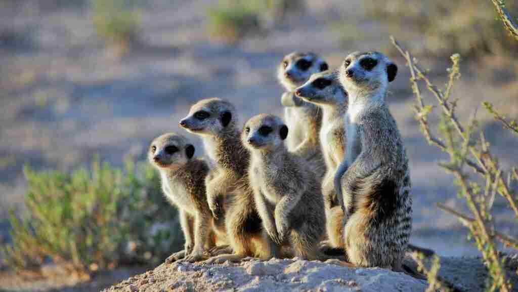 compare the market loans meerkat family