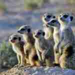 A group of meerkats standing alert on a mound in a desert environment with sparse vegetation in the background.