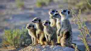 Compare The Market Loans Without The Meerkats