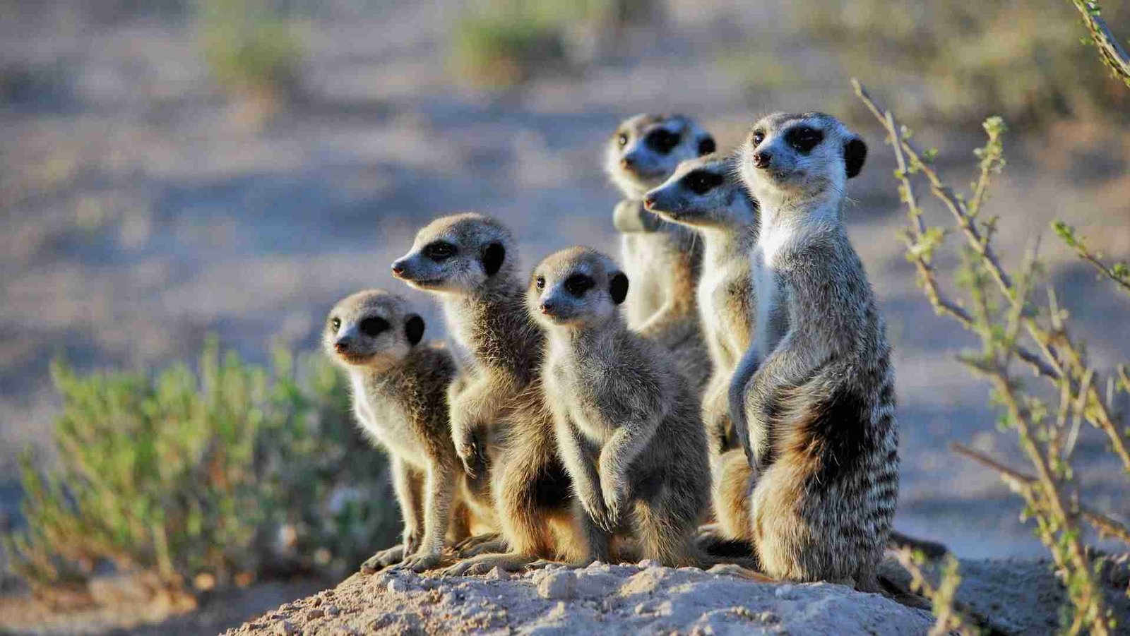 A group of meerkats standing alert on a mound in a desert environment with sparse vegetation in the background.