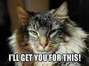 cat I will get you for this