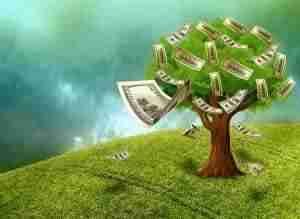 cash money tree in garden