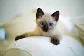 small siamese pet kitten