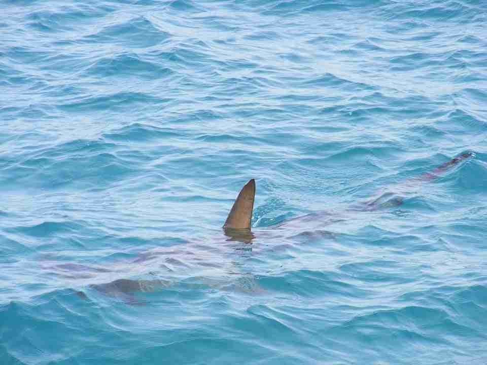 Private Loan Sharks UK Lenders Private Loan Sharks UK Lenders