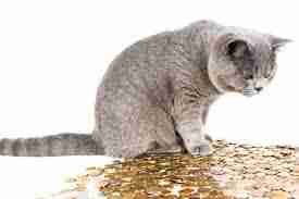 Small Little Loans Online Small Little Loans Online
